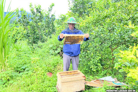 Thị trấn Phong Thổ Hiệu quả từ việc hỗ trợ nuôi ong lấy mật theo Nghị quyết 07 của HĐND tỉnh
