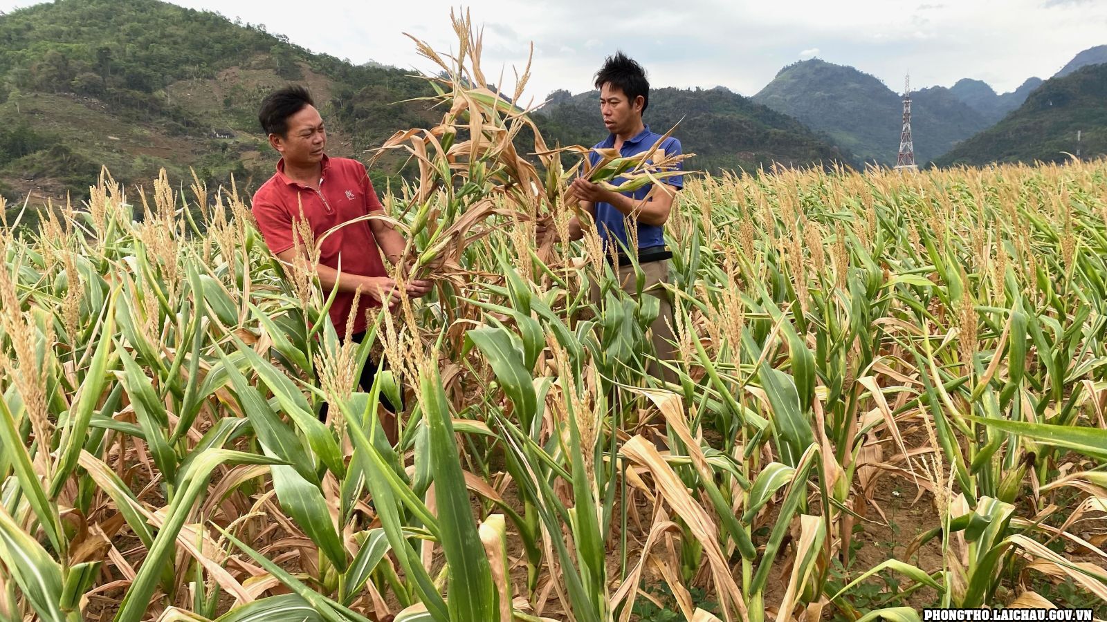 Sản xuất nông nghiệp ở Phong Thổ gặp khó khăn vì nắng nóng, khô hạn